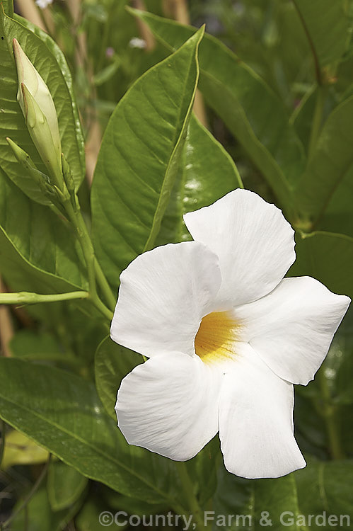 White Dipladenia (<i>Mandevilla boliviensis</i>), a frost-tender summer-flowering evergreen climber native to Bolivia and Ecuador. It twines to around 4m tall and has milky, latex-like sap. mandevilla-3121htm'>Mandevilla. Order: Gentianales, Family: Apocynaceae