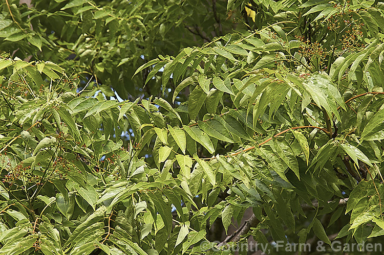 Tree of Heaven (<i>Ailanthus altissima</i>), a deciduous tree, up to 30m tall, native to western China. It is very quick-growing when young. The sprays of tiny flowers, just visible here, appear from late spring and develop into conspicuous seedheads (samara</i>). ailanthus-2270htm'>Ailanthus. <a href='simaroubaceae-plant-family-photoshtml'>Simaroubaceae</a>.