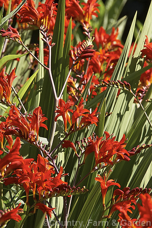 Crocosmia x crocosmiiflora 'Lucifer', a bright red-flowered hybrid montbretia (<i>Crocosmia aurea x Crocosmia potsii</i>). The flower stems are arching, can be up to 12m high, and the blooms are large and densely clustered. crocosmia-2832htm'>Crocosmia.