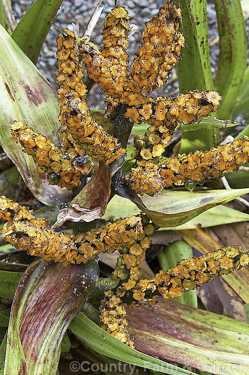 Fruiting head of Astelia chathamica after the berries have been removed by birds. This spear-leafed, evergreen, 15m tall perennial is native to the Chatham Islands near New Zealand. There are separate male and female plants. astelia-2377htm'>Astelia. <a href='asteliaceae-plant-family-photoshtml'>Asteliaceae</a>.