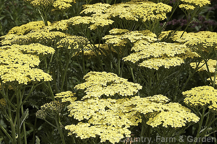 Achillea 'Coronation Gold' (<i>Achillea clypeolata</i> x <i>Achillea filipendulina</i>), a hybrid perennial yarrow with luxuriant grey-green foliage and 1m tall flowering stems in summer and early autumn. The flowerheads are similar to those of <i>Achillea filipendulina</i> but are not as densely packed. Order: Asterales, Family: Asteraceae