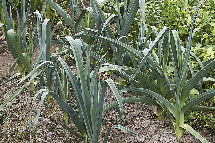 Near-mature. Leeks (<i>Allium porrum</i>), a biennial usually grown as an annual for its edible bulb. The flowers, which should not appear on cultivated plants as they are harvested in their first year, are white to pink. The plant occurs naturally over much of the northern temperate zone. allium-2045htm'>Allium.