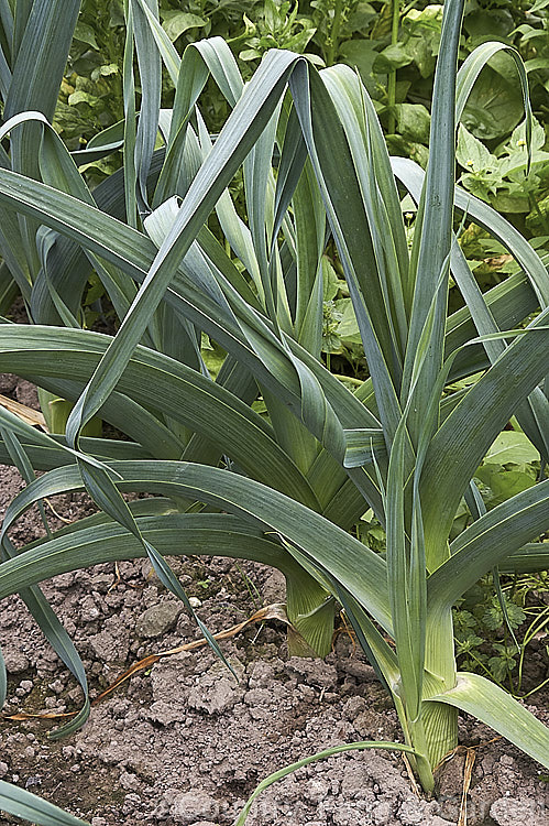 Near-mature. Leeks (<i>Allium porrum</i>), a biennial usually grown as an annual for its edible bulb. The flowers, which should not appear on cultivated plants as they are harvested in their first year, are white to pink. The plant occurs naturally over much of the northern temperate zone. allium-2045htm'>Allium.