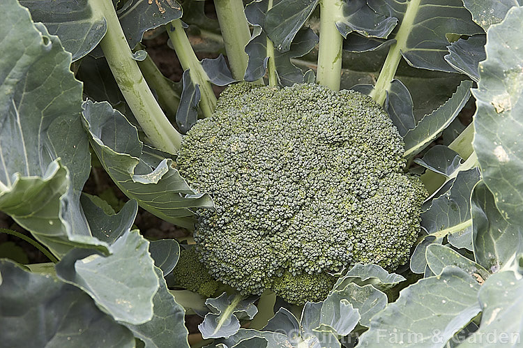 Broccoli (<i>Brassica oleracea - Botrytis Group</i>), a cabbage family vegetable grown for its edible flower bud head. Broccoli is widely regarded as the most nutritious of the brassicas