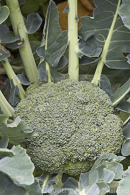 Broccoli (<i>Brassica oleracea - Botrytis Group</i>), a cabbage family vegetable grown for its edible flower bud head. Broccoli is widely regarded as the most nutritious of the brassicas