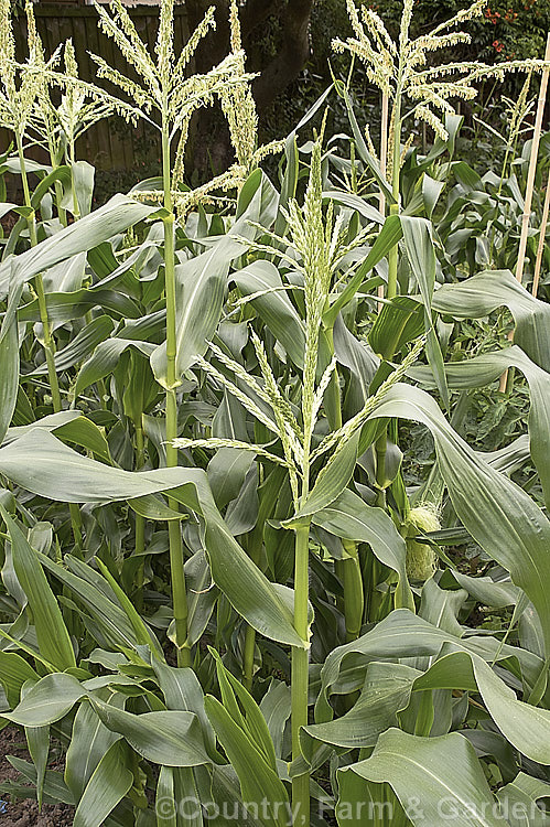 Sweet Corn, Maize or Corn (<i>Zea mays</i>), a robust annual grass from Central America grown for its edible seed heads (cobs</i>). There are many cultivars. Order: Poales, Family: Poaceae