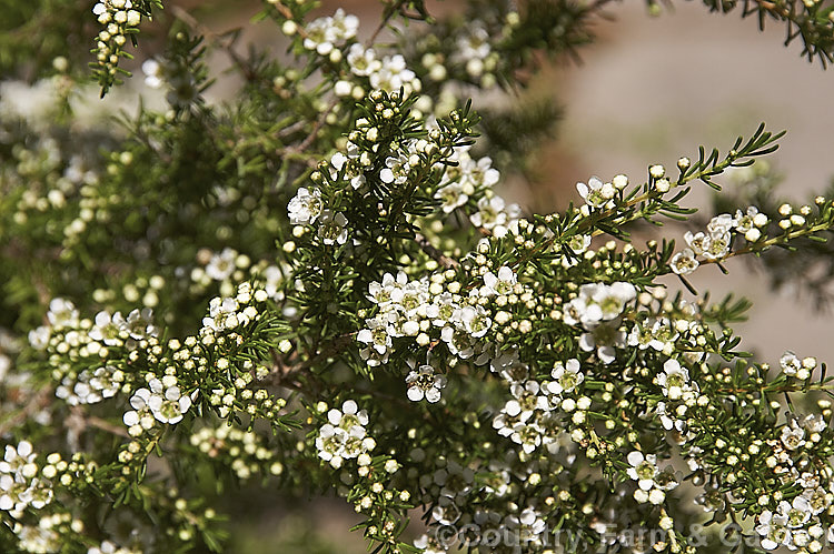 Astartea heteranthera, an evergreen, wiry-stemmed, summer-flowering shrub native to Western Australia. It grows to around 15m tall and the flowering stems are sometimes used in floral arrangements. astartea-2376htm'>Astartea. .