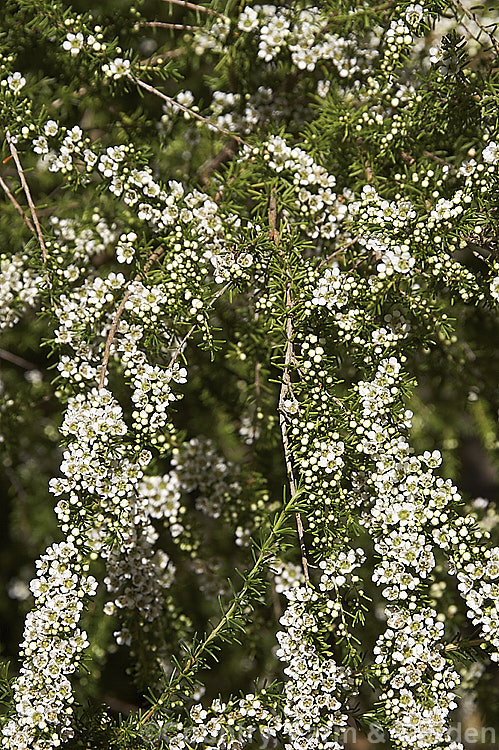 Astartea heteranthera, an evergreen, wiry-stemmed, summer-flowering shrub native to Western Australia. It grows to around 15m tall and the flowering stems are sometimes used in floral arrangements. astartea-2376htm'>Astartea. .