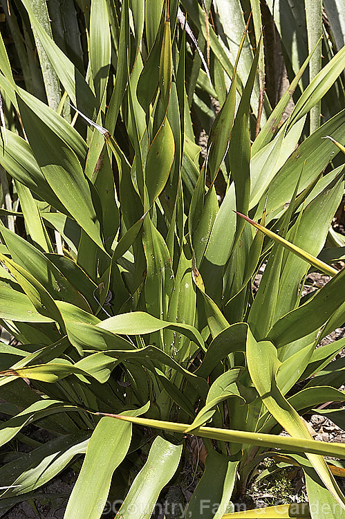 Twist-leaf or Twisted. Leaf Yucca (<i>Yucca rupicola</i>), an evergreen, summer-flowering perennial endemic to the Edwards. Plateau of Texas, USA The laterally twisted leaves are a brighter green than those of most yuccas and are tipped with a sharp spine. This trunk-less species forms a 60 x 60cm foliage clump with flower stems to 15m tall Similar plants with blue-grey leaves are usually hybrids with Yucca pallida.