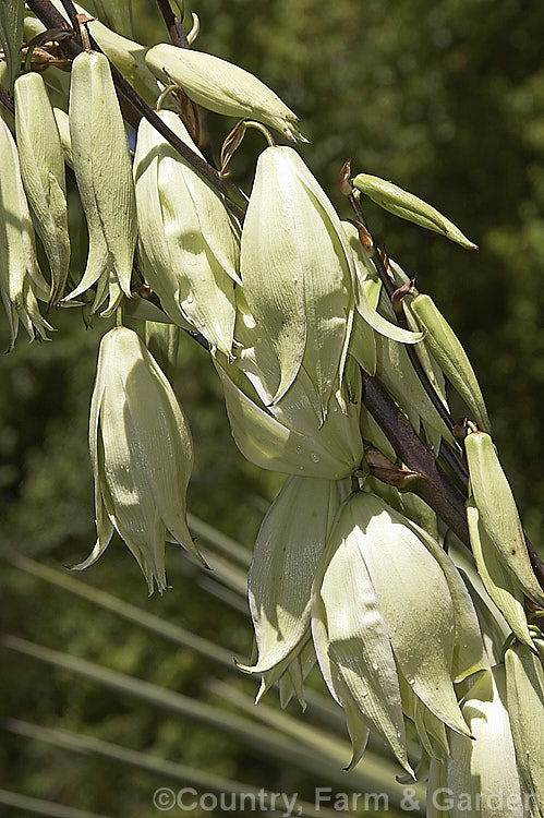 Flowers of the Twist-leaf or Twisted. Leaf Yucca (<i>Yucca rupicola</i>), an evergreen, summer-flowering perennial endemic to the Edwards. Plateau of Texas, USA The laterally twisted leaves are a brighter green than those of most yuccas and are tipped with a sharp spine. This trunk-less species forms a 60 x 60cm foliage clump with flower stems to 15m tall Similar plants with blue-grey leaves are usually hybrids with Yucca pallida.