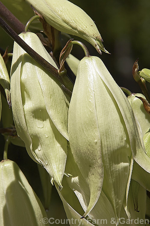 Flowers of the Twist-leaf or Twisted. Leaf Yucca (<i>Yucca rupicola</i>), an evergreen, summer-flowering perennial endemic to the Edwards. Plateau of Texas, USA The laterally twisted leaves are a brighter green than those of most yuccas and are tipped with a sharp spine. This trunk-less species forms a 60 x 60cm foliage clump with flower stems to 15m tall Similar plants with blue-grey leaves are usually hybrids with Yucca pallida.