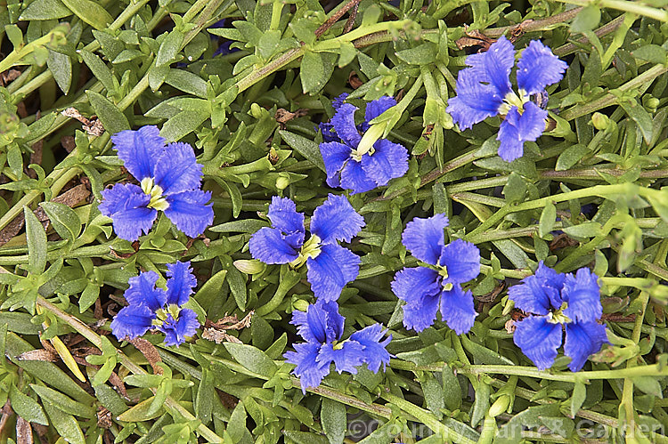 Dampiera diversifolia, a low, spreading, summer-flowering, evergreen perennial or subshrub native to Western Australia. It can grow to around 1m wide. dampiera-2849htm'>Dampiera. <a href='goodeniaceae-plant-family-photoshtml'>Goodeniaceae</a>.