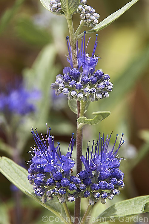 Caryopteris x clandonensis 'Dark Knight', a deep blue-flowered cultivar of the Bluebeard or Blue Spiraea, a hybrid between two northAsian species (<i>Caryopteris incana x Caryopteris mongholica</i>), which is a 15m tall, summer-flowering, deciduous shrub. caryopteris-2771htm'>Caryopteris.