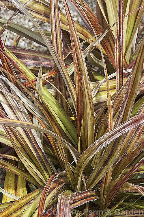 Astelia fragrans 'Westland', a bronze-leafed cultivar of a clumping, evergreen perennial found through most of the damper areas of New Zealand from sea level to 900m. The species was once considered a form of Astelia nervosa. astelia-2377htm'>Astelia. <a href='asteliaceae-plant-family-photoshtml'>Asteliaceae</a>.