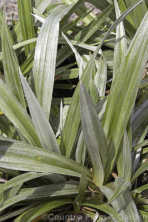 Astelia chathamica, a silvery, spear-leafed, evergreen, 15m tall perennial native to the Chatham Islands near New Zealand It is often sold under the cultivar name 'Silver Spear', which appear to differ little, if at all, from the species. astelia-2377htm'>Astelia. <a href='asteliaceae-plant-family-photoshtml'>Asteliaceae</a>.