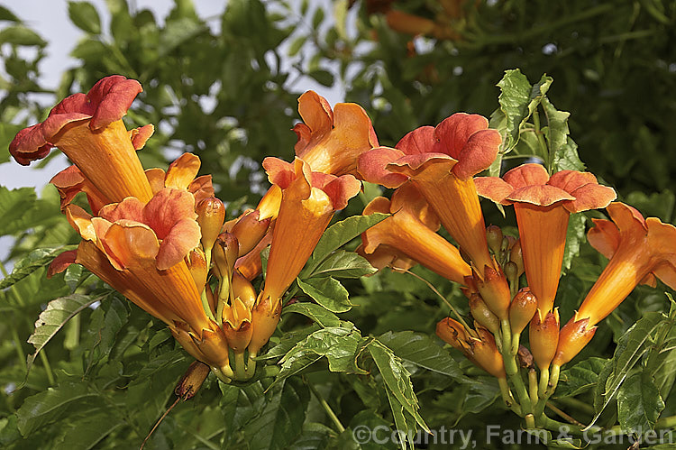 Chinese Trumpet Vine (<i>Campsis grandiflora</i>), a vigorous deciduous summer-flowering climber native to China and Japan. In light soil it often suckers profusely. Order: Lamiales, Family: Bignoniaceae