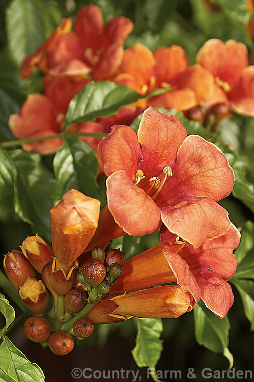 Chinese Trumpet Vine (<i>Campsis grandiflora</i>), a vigorous deciduous summer-flowering climber native to China and Japan. In light soil it often suckers profusely. Order: Lamiales, Family: Bignoniaceae