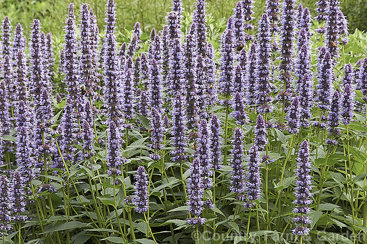 <i>Agastache</i> 'Blue Fortune', a mauve-blue-flowered garden hyssop hybrid It is most likely derived from <i>Agastache foeniculum</i> (syn. <i>Agastache anethiodora</i>), an anise-scented perennial herb mainly grown as an ornamental but is occasionally used in herbal teas and salads, but there may also be some influence from Korean Mint (<i>Agastache rugosa</i>). Order: Lamiales, Family: Lamiaceae