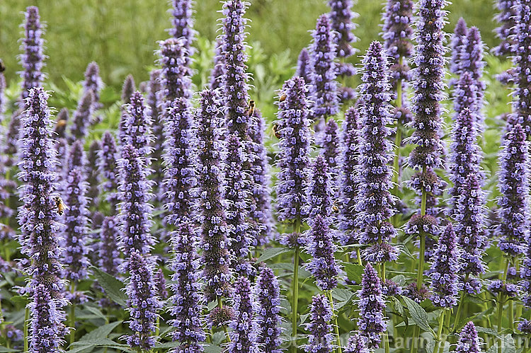 <i>Agastache</i> 'Blue Fortune', a mauve-blue-flowered garden hyssop hybrid It is most likely derived from <i>Agastache foeniculum</i> (syn. <i>Agastache anethiodora</i>), an anise-scented perennial herb mainly grown as an ornamental but is occasionally used in herbal teas and salads, but there may also be some influence from Korean Mint (<i>Agastache rugosa</i>). Order: Lamiales, Family: Lamiaceae