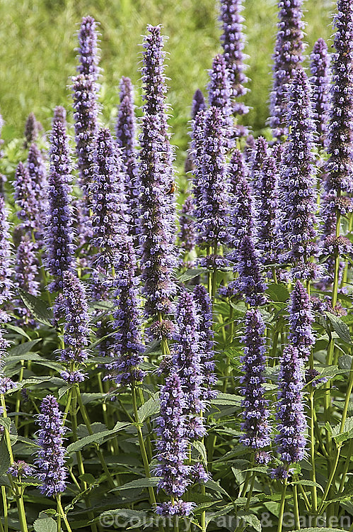 <i>Agastache</i> 'Blue Fortune', a mauve-blue-flowered garden hyssop hybrid It is most likely derived from <i>Agastache foeniculum</i> (syn. <i>Agastache anethiodora</i>), an anise-scented perennial herb mainly grown as an ornamental but is occasionally used in herbal teas and salads, but there may also be some influence from Korean Mint (<i>Agastache rugosa</i>). Order: Lamiales, Family: Lamiaceae