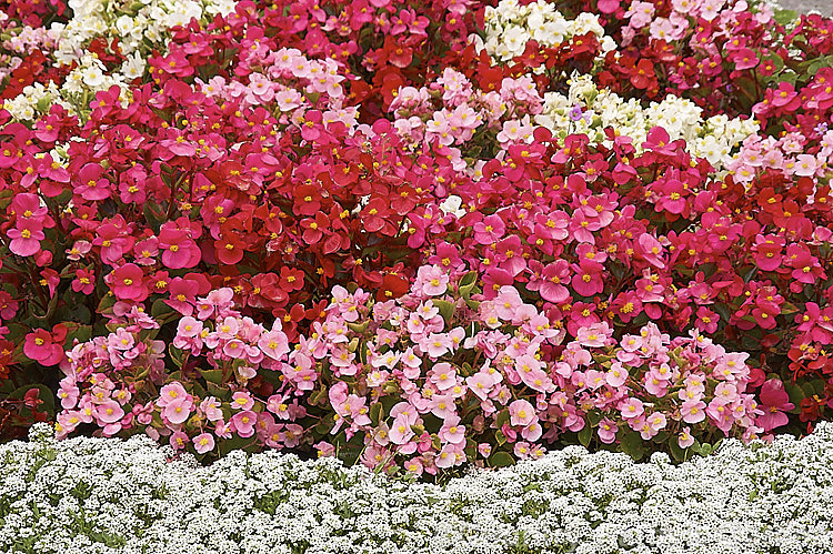 Bedding Begonias or Wax Begonias (<i>Begonia semperflorens-cultorum hybrids</i>) edged with alyssum (<i>Lobularia</i>). Derived from several fibrous-rooted species, these small-flowered hybrids occur in green- and red-leaved forms and in a range of flower colours. Although perennial, they are frost-tender and are usually treated as annuals. Order: Cucurbitales, Family: Begoniaceae