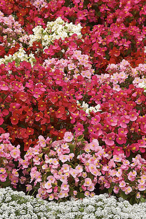 Bedding Begonias or Wax Begonias (<i>Begonia semperflorens-cultorum hybrids</i>) edged with alyssum (<i>Lobularia</i>). Derived from several fibrous-rooted species, these small-flowered hybrids occur in green- and red-leaved forms and in a range of flower colours. Although perennial, they are frost-tender and are usually treated as annuals. Order: Cucurbitales, Family: Begoniaceae