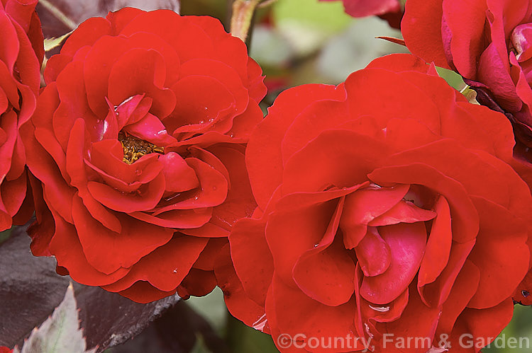 Rosa 'Europeana' ('Ruth Leuwerik' x 'Rosemary. Rose'), a mildly fragrant. Cluster-flowered (<i>Floribunda</i>) bush rose raised by de Ruiter of the Netherlands in 1963. Order: Rosales, Family: Rosaceae