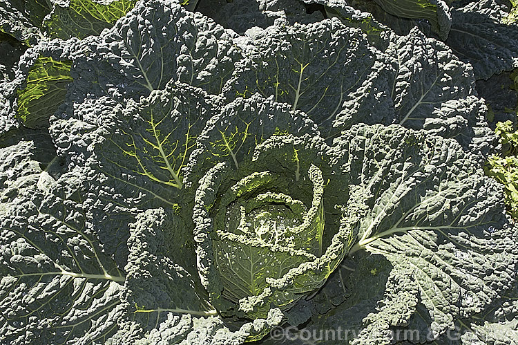 Savoy. Cabbage (<i>Brassica oleracea, Capitata Group, Subauda subgroup</i>), a form of cabbage with heavily wrinkled, strongly veined foliage. Savoy cabbages are very frost hardy and will mature over winter if planted in late summer