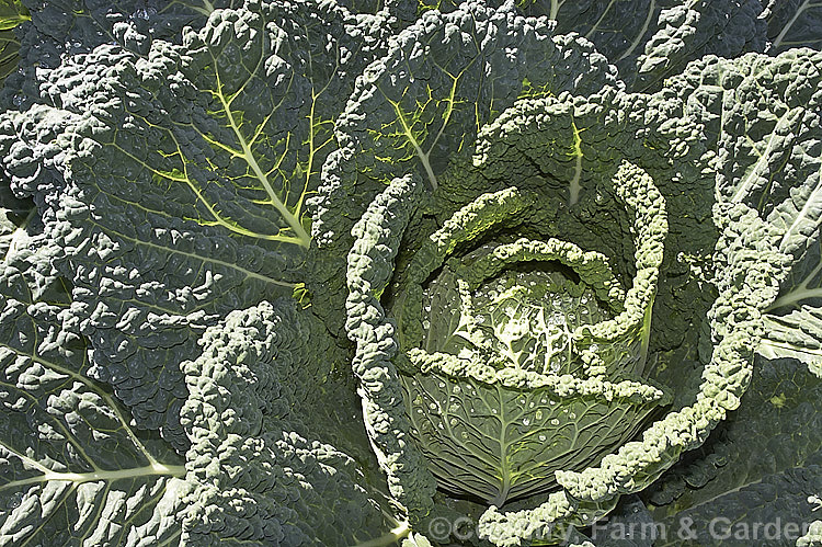 Savoy. Cabbage (<i>Brassica oleracea, Capitata Group, Subauda subgroup</i>), a form of cabbage with heavily wrinkled, strongly veined foliage. Savoy cabbages are very frost hardy and will mature over winter if planted in late summer