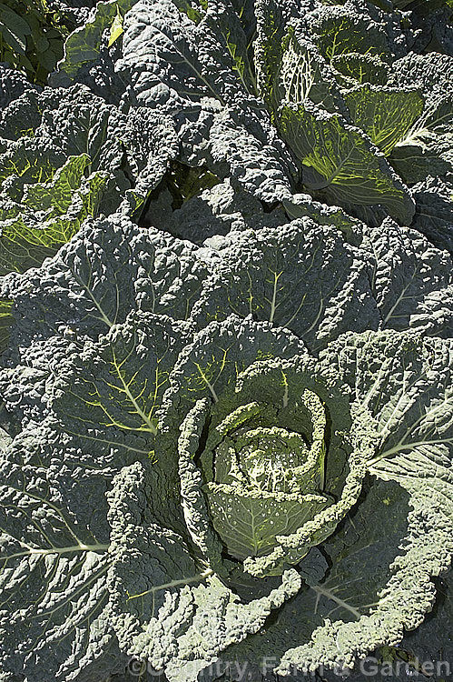 Savoy. Cabbage (<i>Brassica oleracea, Capitata Group, Subauda subgroup</i>), a form of cabbage with heavily wrinkled, strongly veined foliage. Savoy cabbages are very frost hardy and will mature over winter if planted in late summer