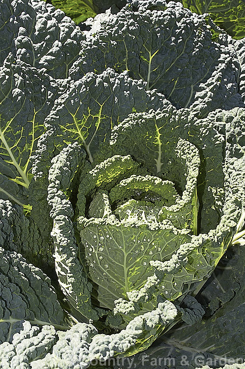 Savoy. Cabbage (<i>Brassica oleracea, Capitata Group, Subauda subgroup</i>), a form of cabbage with heavily wrinkled, strongly veined foliage. Savoy cabbages are very frost hardy and will mature over winter if planted in late summer