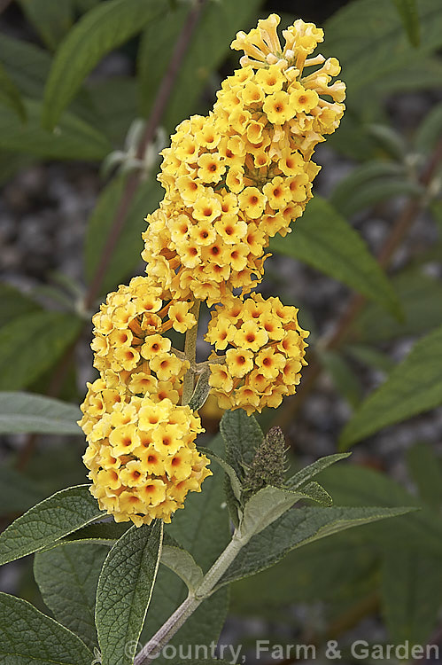 Buddleja globosa 'Lemon Ball', a cultivar of a near-evergreen, 4-6m tall, summer-flowering shrub or small tree native to Chile and Argentina. It has somewhat lighter coloured flowers than those of the species and they are borne in larger heads over a longer season. buddleja-2053htm'>Buddleja. <a href='scrophulariaceae-plant-family-photoshtml'>Scrophulariaceae</a>.