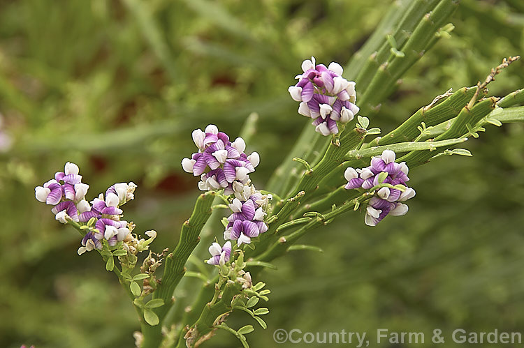 Leafy Broom (<i>Carmichaelia odorata [syns. <i>Carmichaelia angustata</i>, <i>Carmichaelia glabrata</i>]), a summer-flowering shrub or small tree native to New Zealand and found from Gisborne southwards. Unlike most of the New Zealand brooms it carries small leaves through much of the year. Order: Fabales, Family: Fabaceae