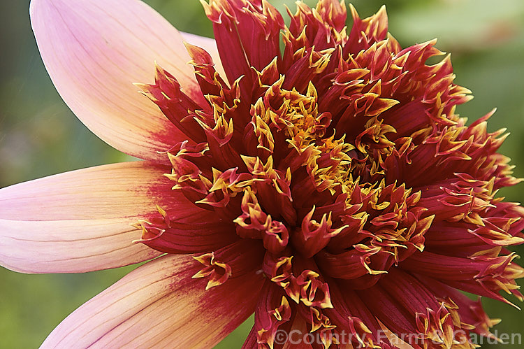 Dahlia 'Purpinka', an Anemone-flowered (<i>Group 2) dahlia that grows to around 90cm tall Its flowers open deep magenta purple but the ray florets age to pink at the tips. Order: Asterales, Family: Asteraceae