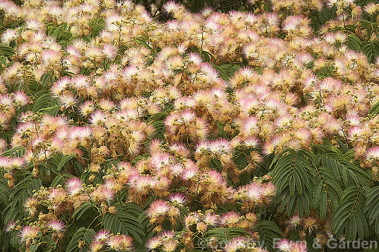 Silk Tree (<i>Albizia julibrissin</i>), a flat-topped, 6m tall deciduous tree found naturally from Iran to Japan. It flowers heavily from mid-summer. albizia-2159htm'>Albizia.