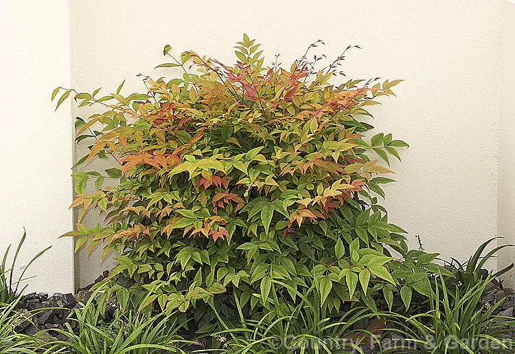 Nandina domestica 'Gulf Stream' (syn 'Gulfstream'), a compact but vigorous cultivar that has erect foliage mainly in bronze and pink tones, though it does redden in winter. It grows to around 12m tall and does not fruit.