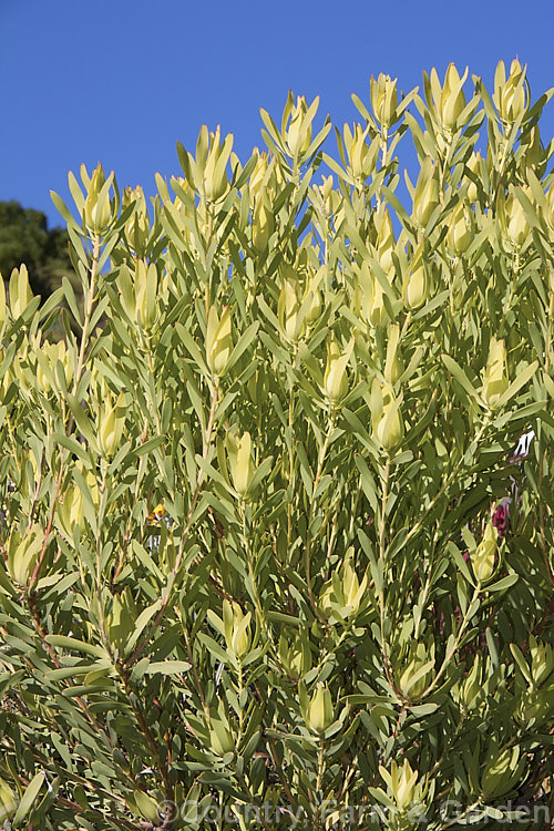 Leucadendron laureolum 'Rewa Gold', a fairly hardy female cultivar of this species that grows to 2m tall It has a robust growth habit and is shown here in early winter while still quite pale. The bracts develop their best colour (bright yellow edged with red</i>) in late winter. leucadendron-2138htm'>Leucadendron.