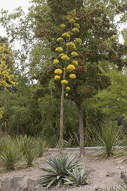 <i>Agave chrysantha</i>, a rosette-forming succulent native to Arizona. The grey-green, spine-edged leaves are up to 75cm long and the flower stems can grow to 7m tall. The yellow flowers open from late summer. Order: Asparagales, Family: Asparagaceae