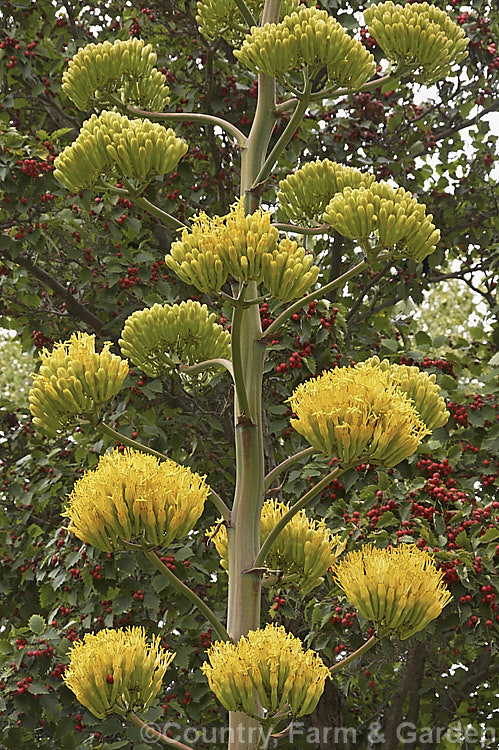 <i>Agave chrysantha</i>, a rosette-forming succulent native to Arizona. The grey-green, spine-edged leaves are up to 75cm long and the flower stems can grow to 7m tall. The yellow flowers open from late summer. Order: Asparagales, Family: Asparagaceae