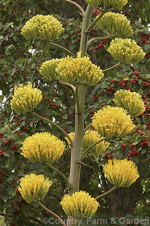 <i>Agave chrysantha</i>, a rosette-forming succulent native to Arizona. The grey-green, spine-edged leaves are up to 75cm long and the flower stems can grow to 7m tall. The yellow flowers open from late summer. Order: Asparagales, Family: Asparagaceae