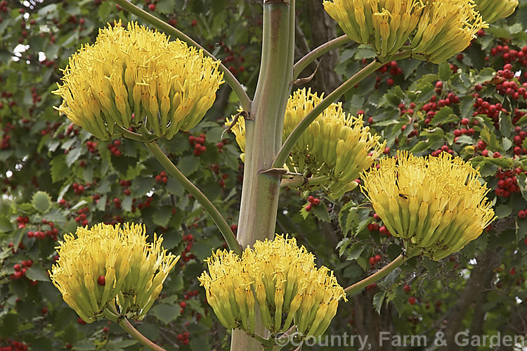 <i>Agave chrysantha</i>, a rosette-forming succulent native to Arizona. The grey-green, spine-edged leaves are up to 75cm long and the flower stems can grow to 7m tall. The yellow flowers open from late summer. Order: Asparagales, Family: Asparagaceae