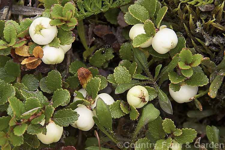 Mountain Snowberry (<i>Gaultheria depressa var. novae-zelandiae</i>), a prostrate spreading evergreen shrub from subalpine and alpine New Zealand Its small flowers are followed by white berries and it often hybridises with similar species, the hybrids having variably coloured fruits. gaultheria-2404htm'>Gaultheria. Order: Ericales, Family: Ericaceae