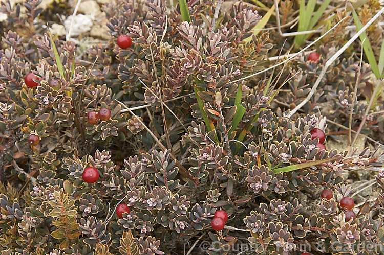 Mountain Heath (<i>Acrothamnus colensoi</i> [syns. <i>Leucopogon colensoi</i>, <i>Leucopogon suaveolens</i>, <i>Cyathodes colensoi</i>]), a New Zealand alpine, evergreen, summer-blooming, often near-prostrate shrub with small white flowers followed by red or sometimes white or pink berries. Order: Ericales, Family: Ericaceae