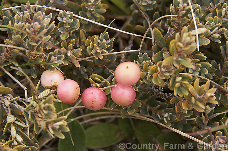 Mountain Heath (<i>Acrothamnus colensoi</i> [syns. <i>Leucopogon colensoi</i>, <i>Leucopogon suaveolens</i>, <i>Cyathodes colensoi</i>]), a New Zealand alpine, evergreen, summer-blooming, often near-prostrate shrub with small white flowers followed by red or sometimes white or pink berries. Order: Ericales, Family: Ericaceae