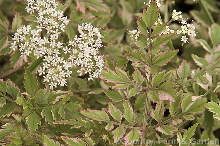 Oenanthe javanica 'Flamingo', a pink and cream-variegated cultivar of Water. Parsley, a creeping evergreen perennial found from through much ofAsia from Japan to India and northern Australia. It can spread to around 1m wide. oenanthe-3185htm'>Oenanthe