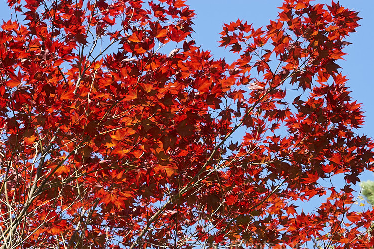 The early autumn foliage of <i>Acer palmatum</i> 'Bloodgood', a Japanese maple cultivar that has purple-red spring and summer foliage that develops brilliant crimson tones in autumn. Order Sapindales, Family: Sapindaceae