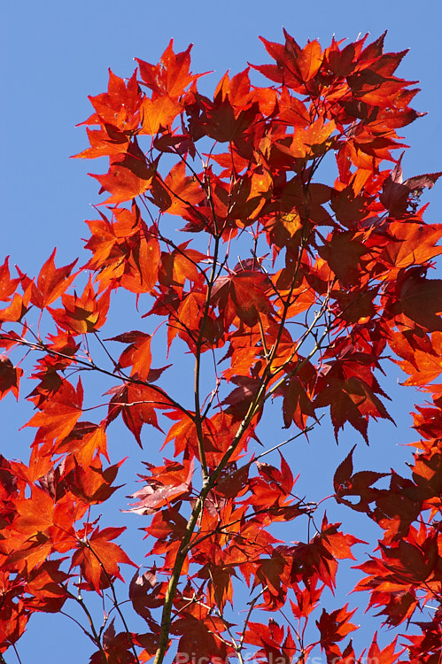 The early autumn foliage of <i>Acer palmatum</i> 'Bloodgood', a Japanese maple cultivar that has purple-red spring and summer foliage that develops brilliant crimson tones in autumn. Order Sapindales, Family: Sapindaceae