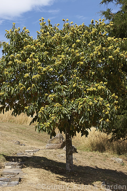 Edible Chestnut or Sweet Chestnut (<i>Castanea sativa</i>) with developing fruit burrs, each of which contains 1-5 nuts. This 40m tall deciduous tree is native to southern Europe, North Africa and western Asia. castanea-2419htm'>Castanea. Order: Fagales, Family: Fagaceae