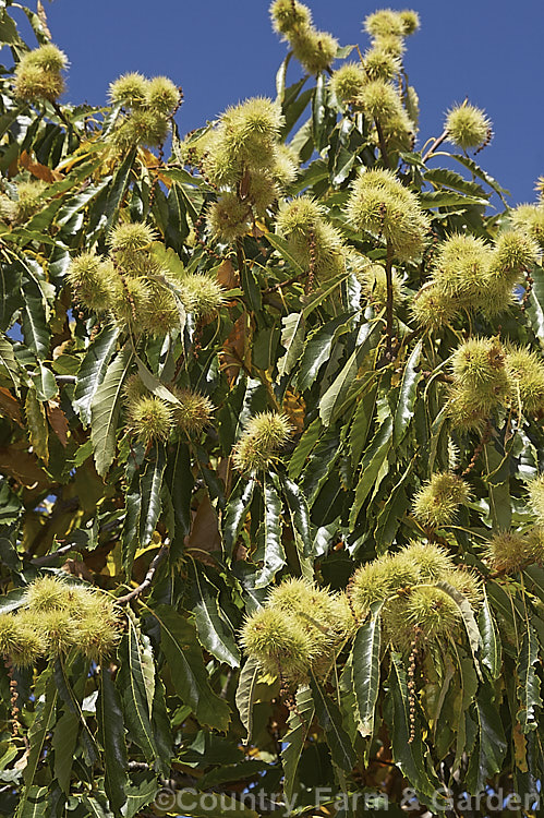 Edible Chestnut or Sweet Chestnut (<i>Castanea sativa</i>) with developing fruit burrs, each of which contains 1-5 nuts. This 40m tall deciduous tree is native to southern Europe, North Africa and western Asia. castanea-2419htm'>Castanea. Order: Fagales, Family: Fagaceae