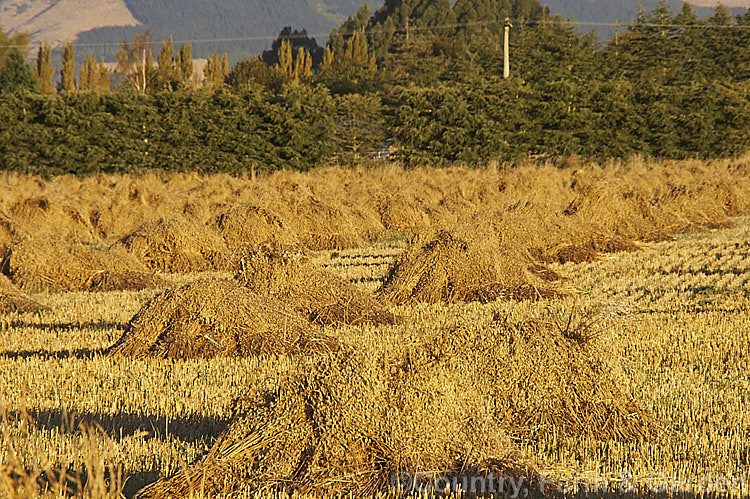 Loosely stooked sheaves of oats drying before being stacked. The oat (<i>Avena sativa</i>) is a Eurasian grass that is one of the major grain crops. Although a staple food in the Middle. Ages, for many years oats were primarily used as a fodder crop, but with the rise in the consumption of breakfast cereal and mixed grain breads they are once again widely used. avena-2197htm'>Avena. .